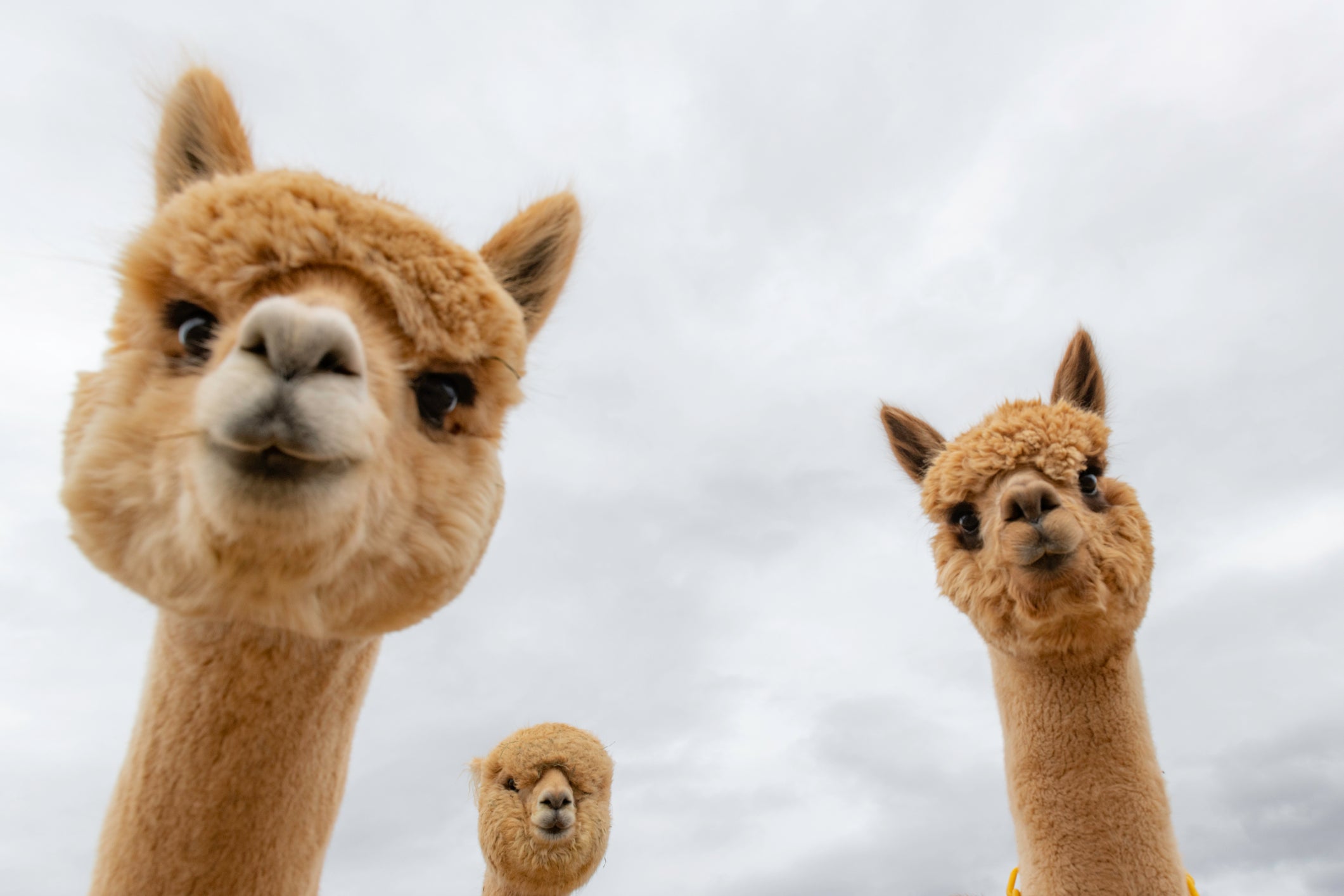 three alpacas for sskein blog